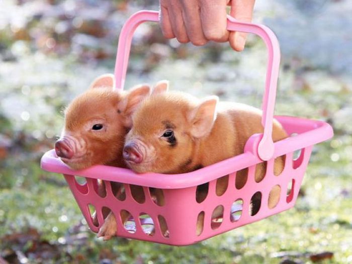 Piglet Basket